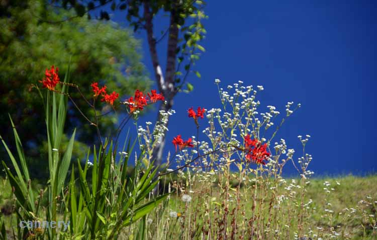 flower garden